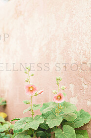 Stock Photos by Wellness Stock Shop