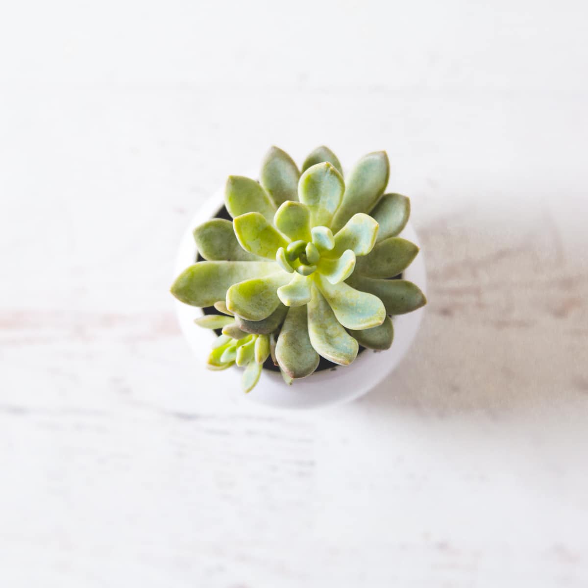 succulent stock photo by Wellness Stock Shop