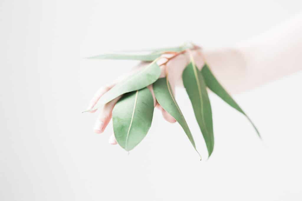 Botanical Feminine Stock Photo with artistic organic olive branch leaves
