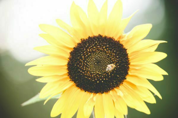yellow sunflower with honey bee flower stock photo image